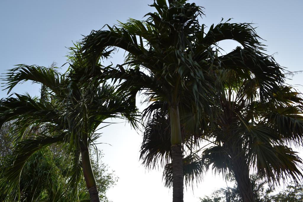 Palm Trees Apartments Willemstad Exterior foto