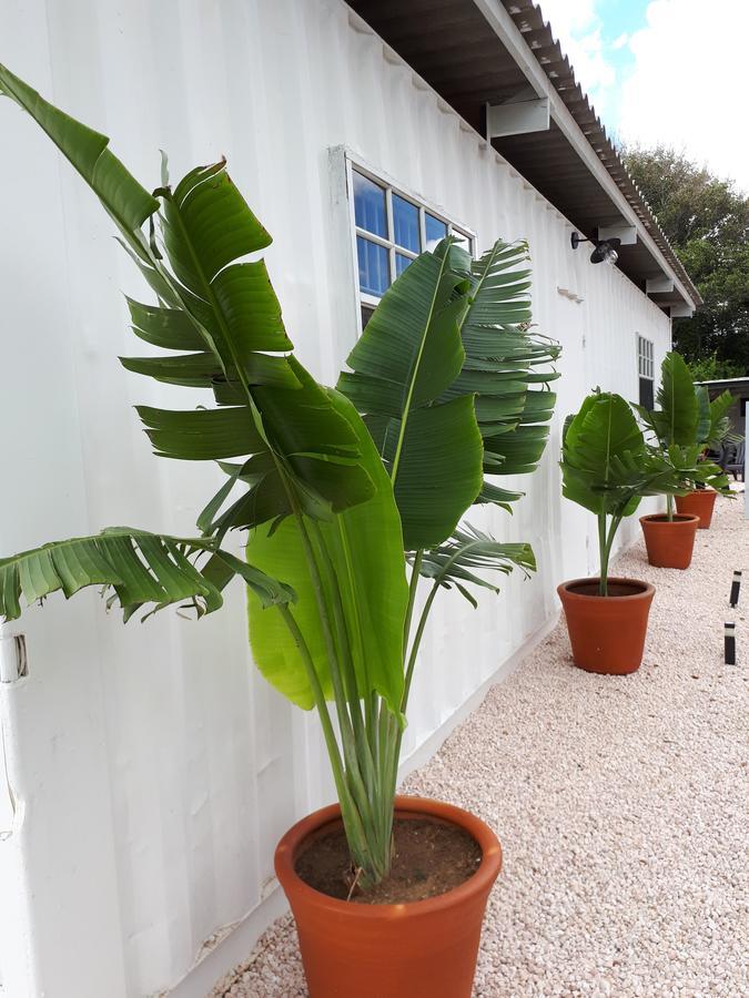 Palm Trees Apartments Willemstad Exterior foto